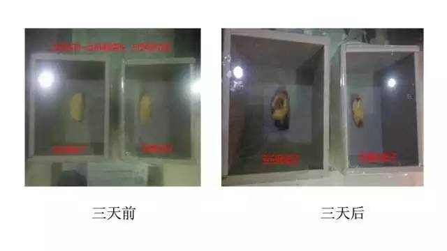 卡诺尔抗菌瓷砖